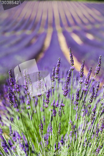 Image of Lavander field