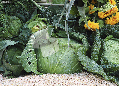 Image of Harvest of the cabbages