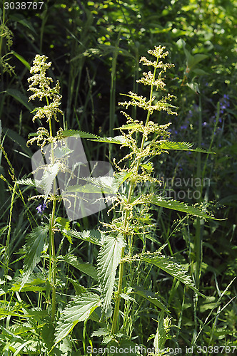 Image of nettle dvudomny among a grass.