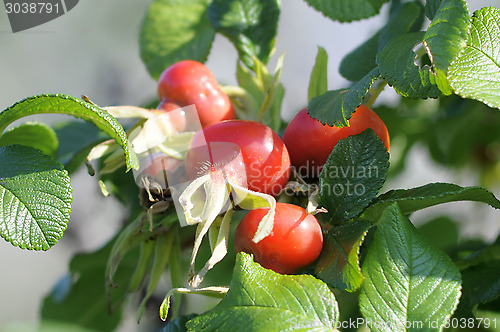 Image of Ripe fruits of a rose wrinkled (dogrose).