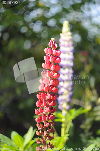 Image of Flowers of pink and violet lupines in a garden.