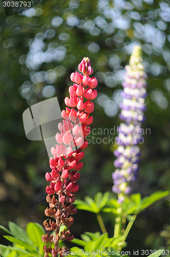 Image of Flowers of pink and violet lupines in a garden.