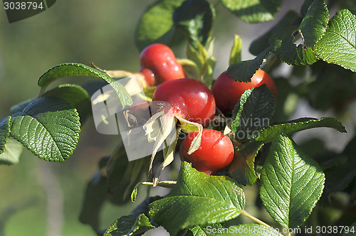 Image of Ripe fruits of a rose wrinkled (dogrose).