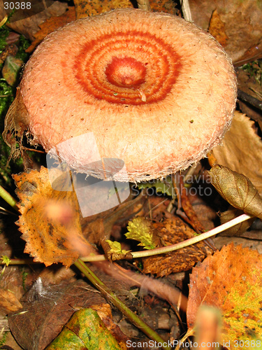 Image of Milk cap