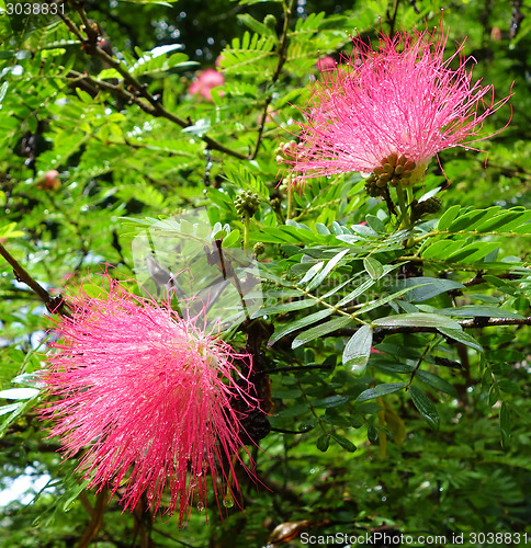 Image of red flowers