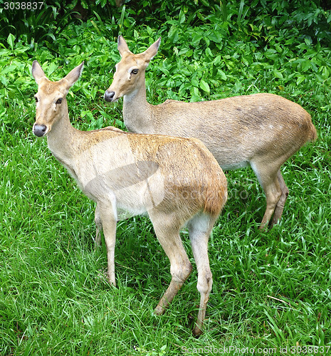 Image of two deers
