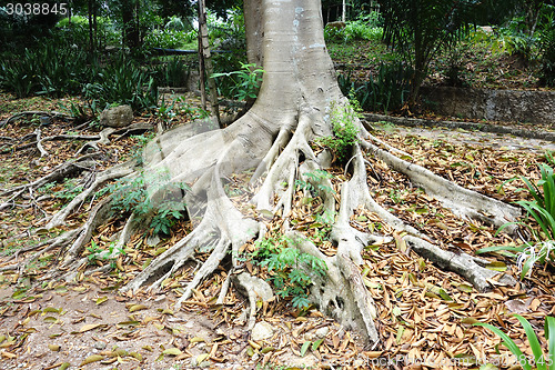 Image of tree roots