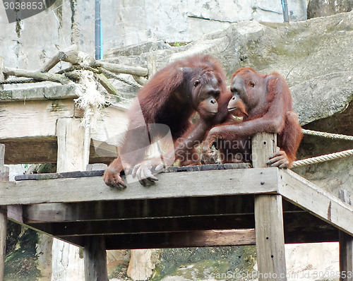 Image of orangutans