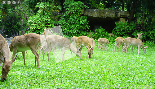 Image of deers