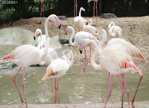 Image of pink flamingos