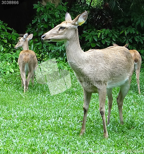 Image of deers