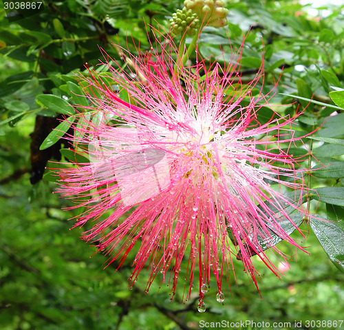 Image of exotic flowers