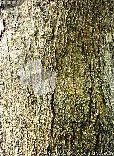 Image of tree bark