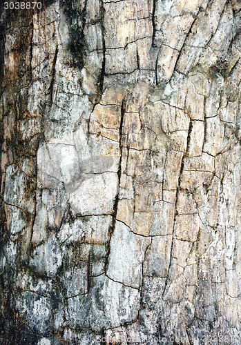 Image of bark