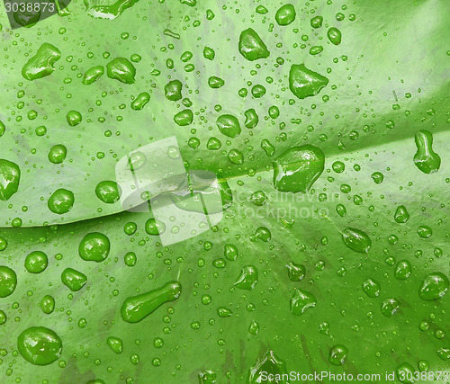 Image of green leaf