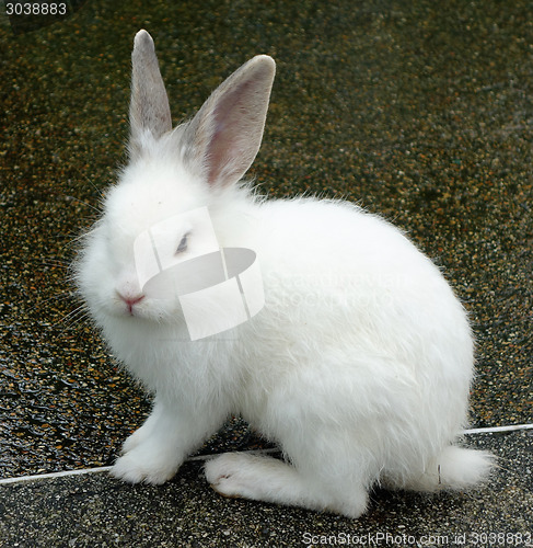 Image of white rabbit