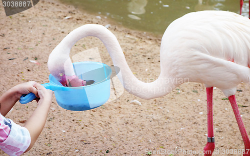 Image of flamingo