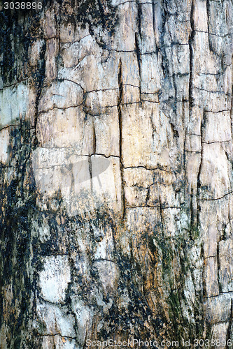 Image of bark