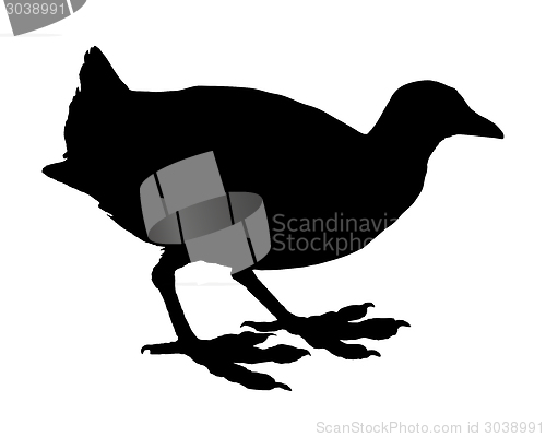 Image of Coot on white