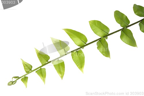 Image of Green leaves

