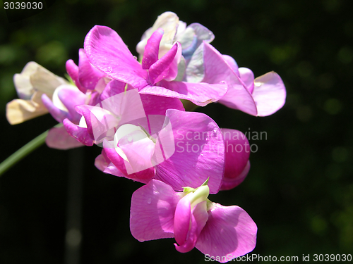 Image of Pink blooms of a pea in a close-up view