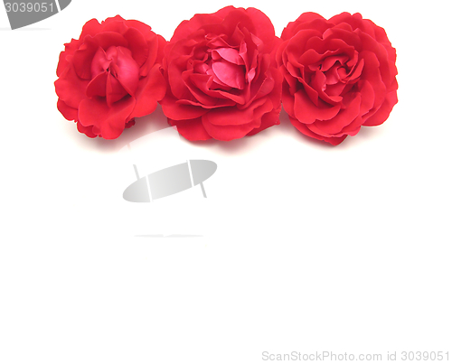 Image of Three red roses on the top edge of white background