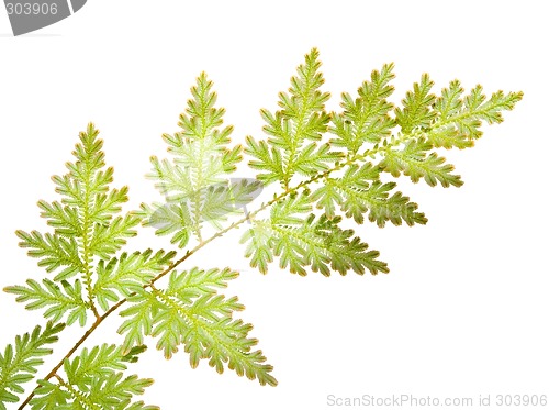 Image of Fern leaves isolated


