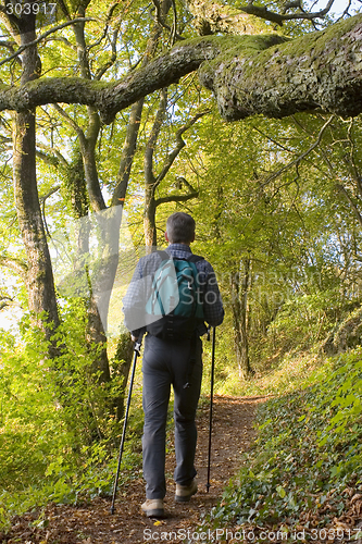 Image of Hiker in a forest