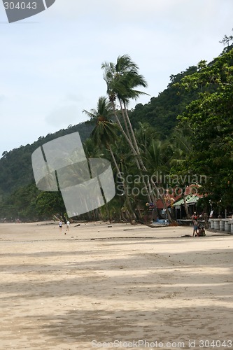 Image of coconuts on the beach