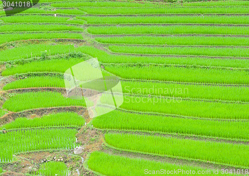 Image of Rice Field