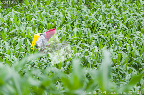 Image of Corn Field Farmer