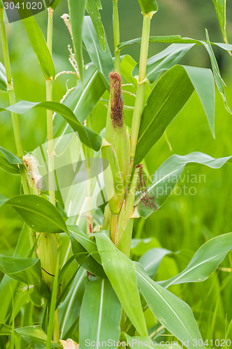 Image of Corn