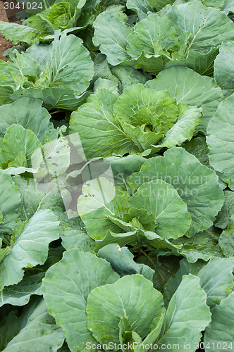Image of Cabbage