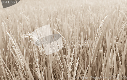Image of Rice Field