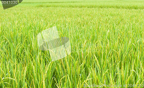 Image of Rice Field