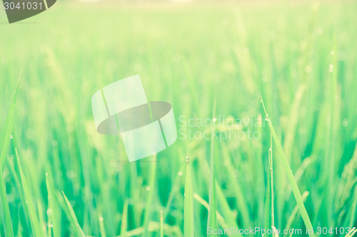 Image of Rice Field