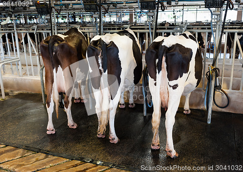 Image of Cow Milking