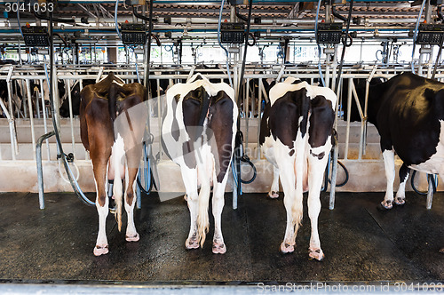 Image of Cow Milking