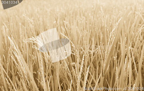 Image of Rice Field