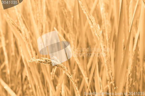 Image of Rice Field