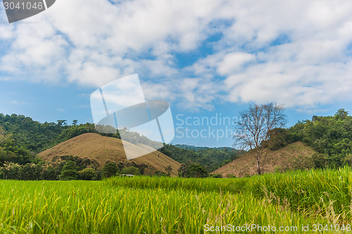 Image of Rice Field