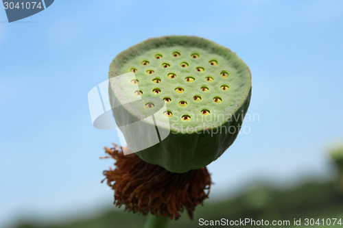 Image of Lotus flower plants