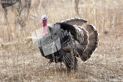 Image of Turkey, black feathers and red head on the field.