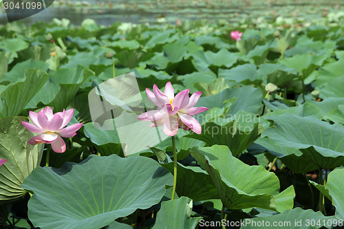 Image of Lotus flower plants
