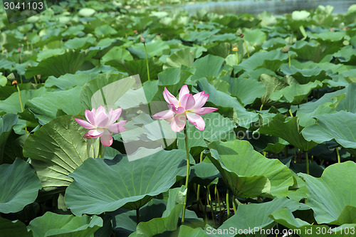 Image of Lotus flower plants