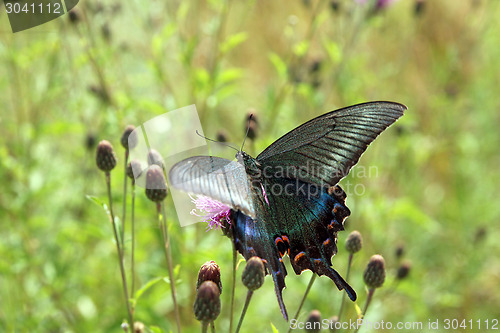 Image of Butterfly, black swallowtail on a red flower.