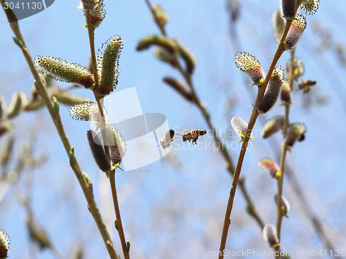 Image of Two bees are flying in the trees.