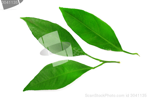 Image of mandarin leaves isolated on a white background