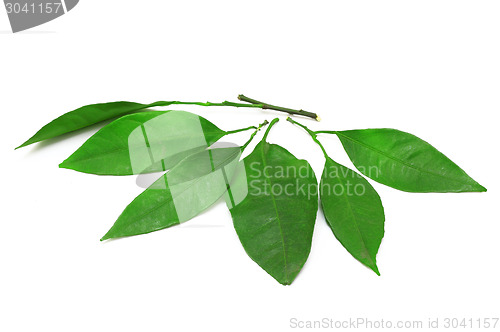 Image of mandarin leaves isolated on a white background