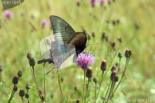 Image of Butterfly, black swallowtail on a red flower.